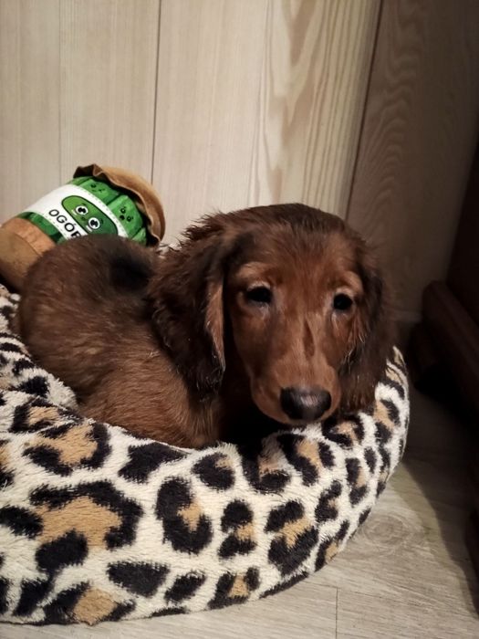 Jamnik długowłosy miniaturowy -piesek