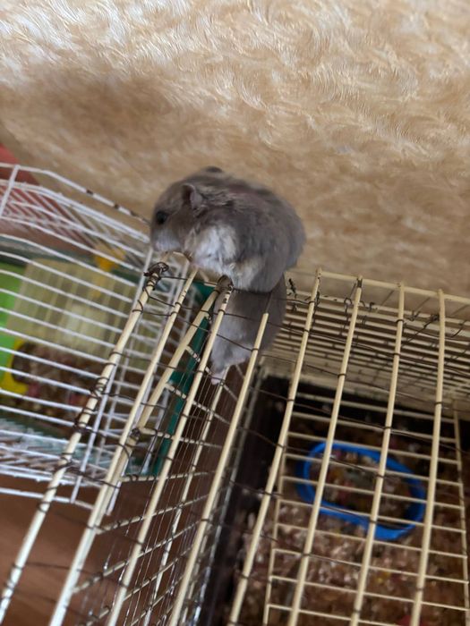 Отдам в хорошие руки хомяков бесплатно