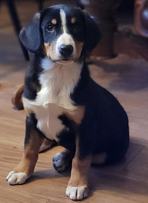 Entlebucher  Najmniejszy Pies Szwajcarski FCI