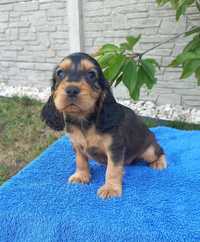 Cocker Spaniel Angielski