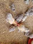 Pekins juvenis cinzentos