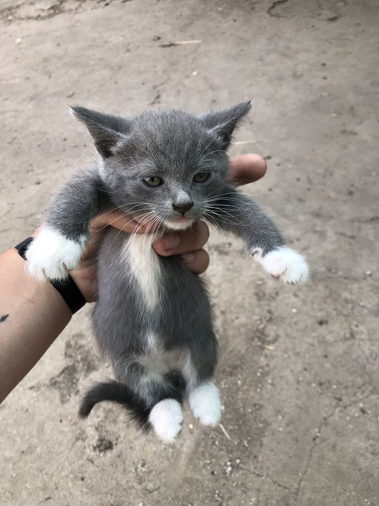 Віддам котенят в хороші руки