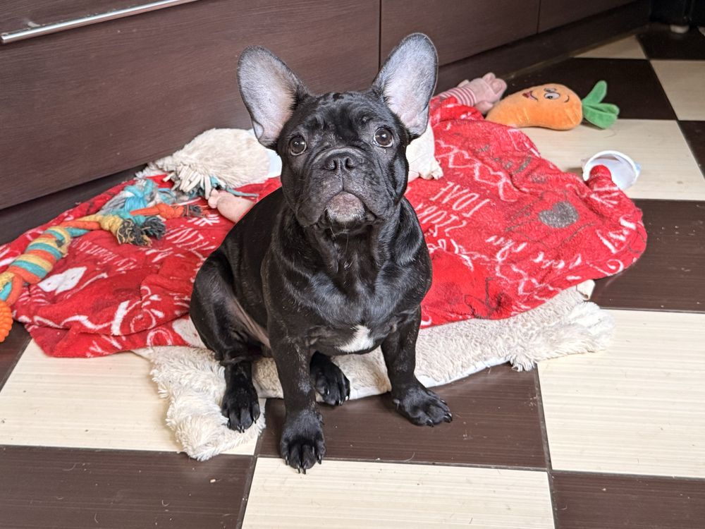 Buldog francuski
