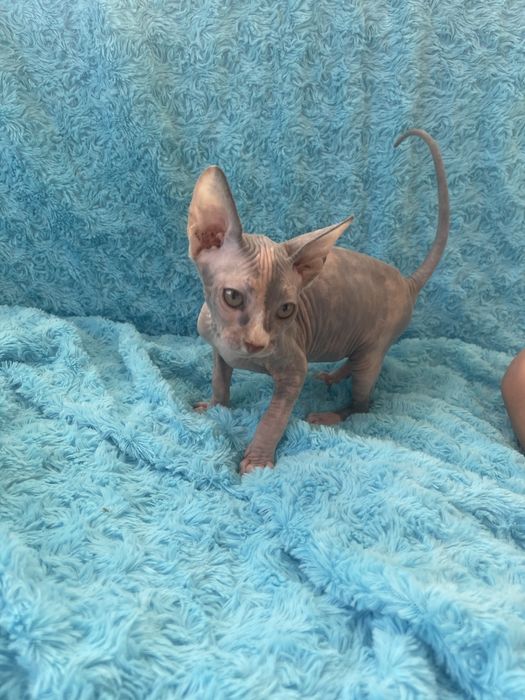 Бусінка канадський сфінкс