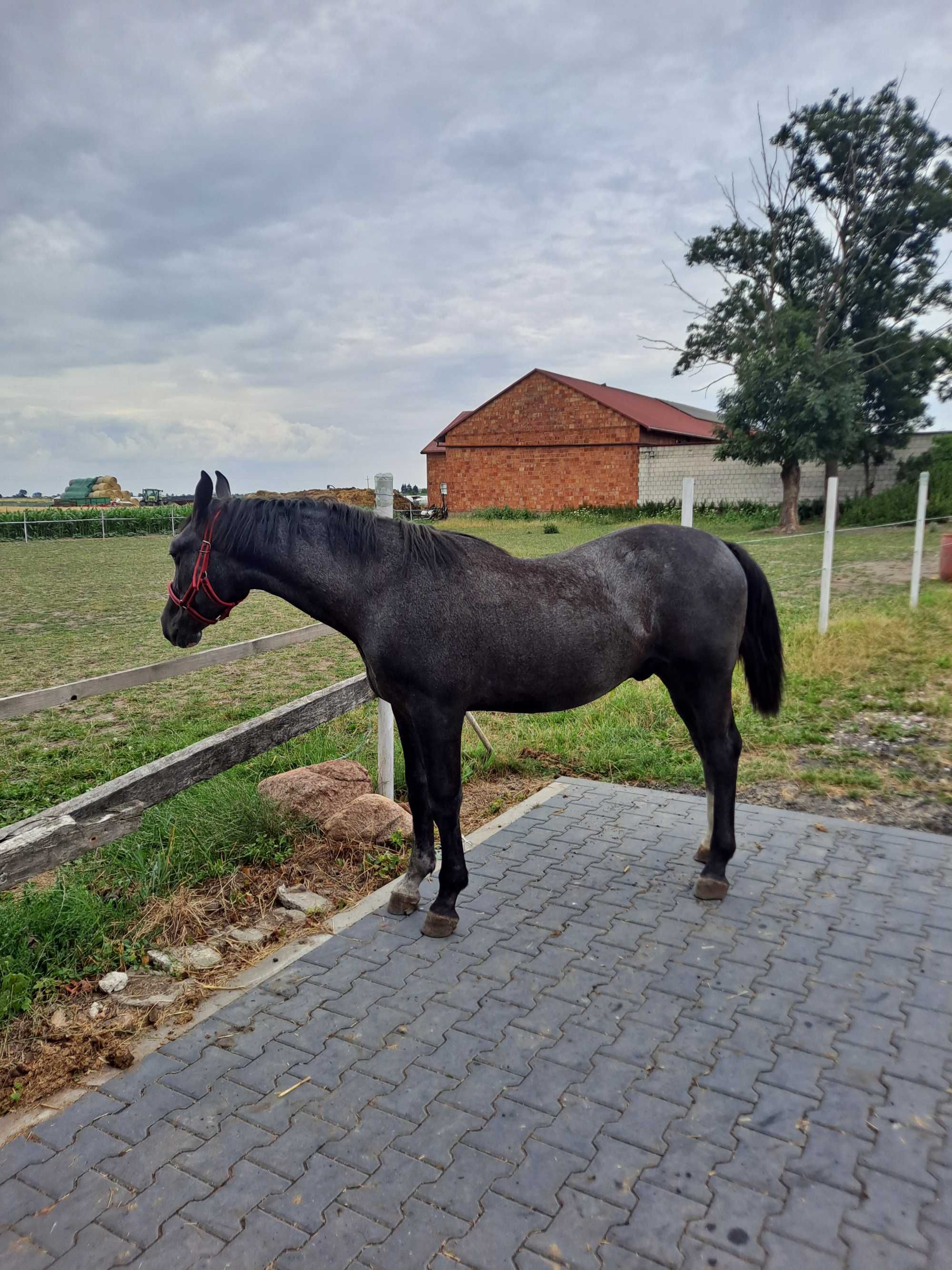 Sprzedam ßląskiego ogierka