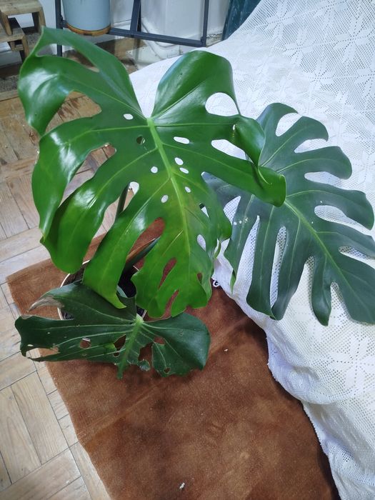 Planta natural monstera costela de Adão