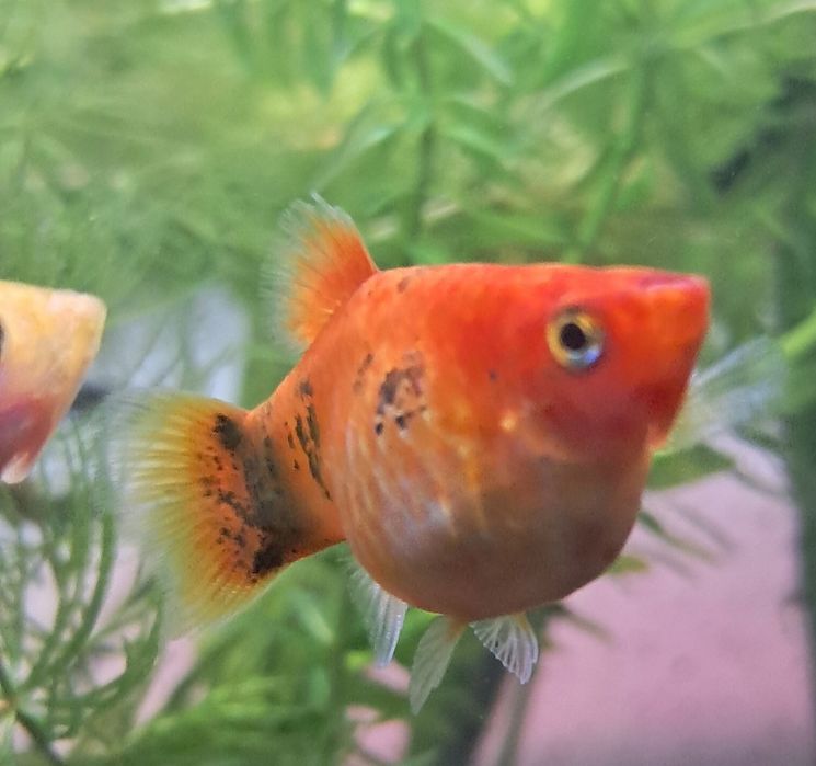 Sprzedam rybki akwariowe