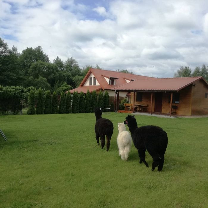 Kołdra z wełny Alpaki 100% oryginał 150, 160, 220x200 400g