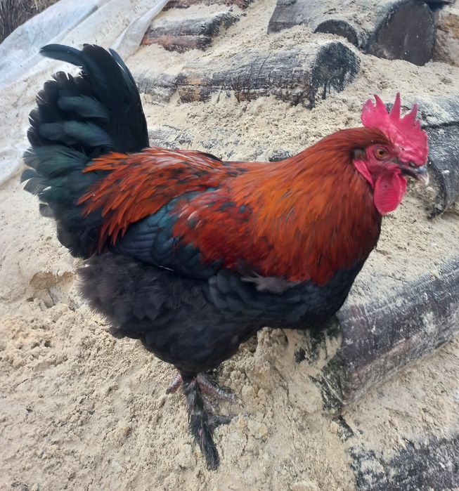 Півень Маран Чорно-Мідний