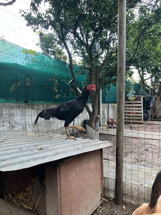 Casal de shamos adulto