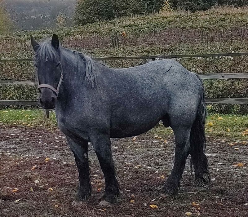 Klacz zimnokrwista - źrebna