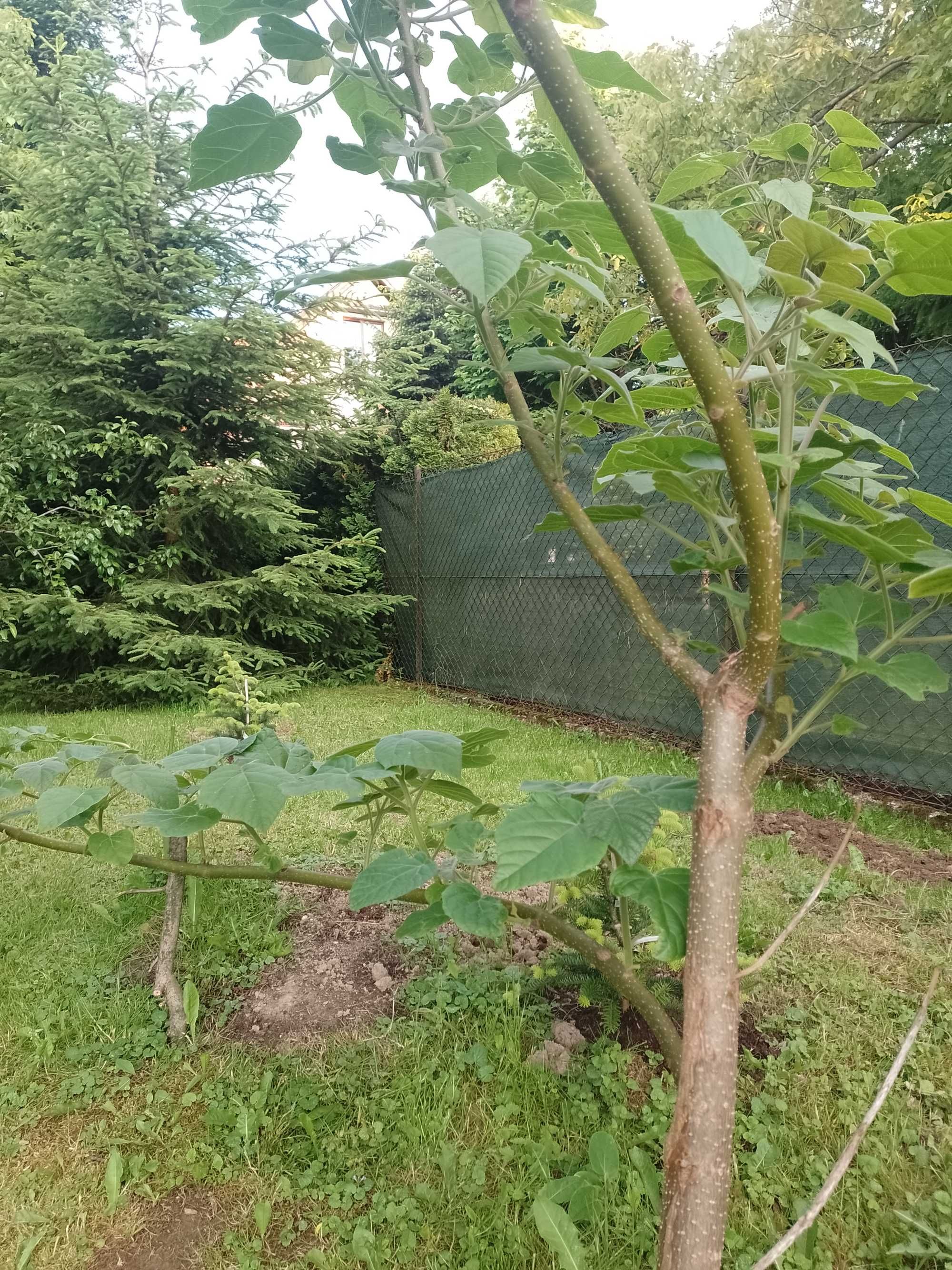 Drzewo Paulownia przed Twoim domem, ukształtowane- najszybszy wzrost