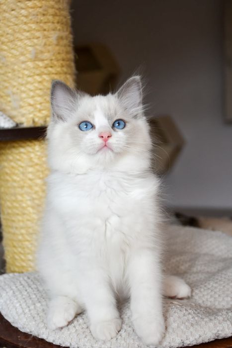 Kocurek ragdoll blue bicolor