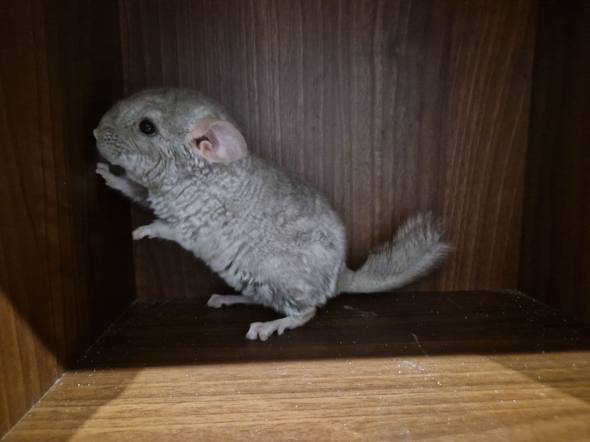 Szynszyl chinchilla beżowy samiec 3.5 miesiąca. Zdrowy, oswojony karma