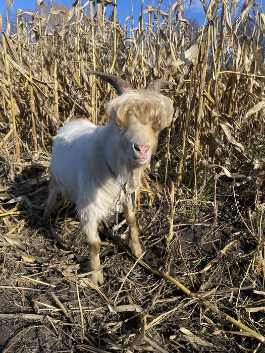 Продам козла на заложку