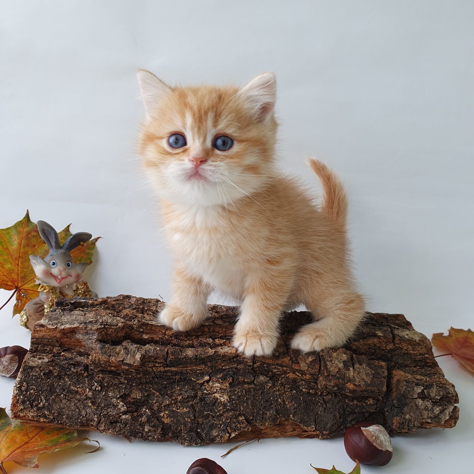 Рудий котик вдача в дім. Котик клубний, вихований з документами клубу.