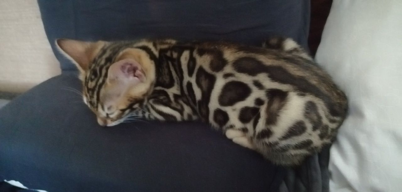 Продам бенгальських кошенят, 2 місяці, дівчинка, хлопчик
