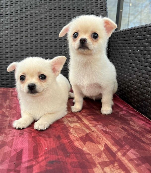 Гарнюні дітки, дівчинка та хлопчик.