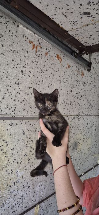 Urocza koteczka Lola szuka domu