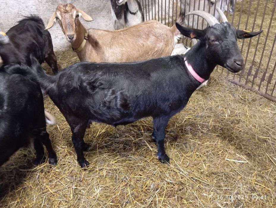 Sprzedam kozy mleczne – dobre mlecznice