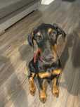 doberman szczeniak suczka