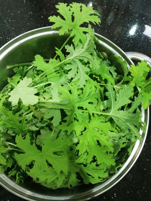 Syrop anginka (geranium)