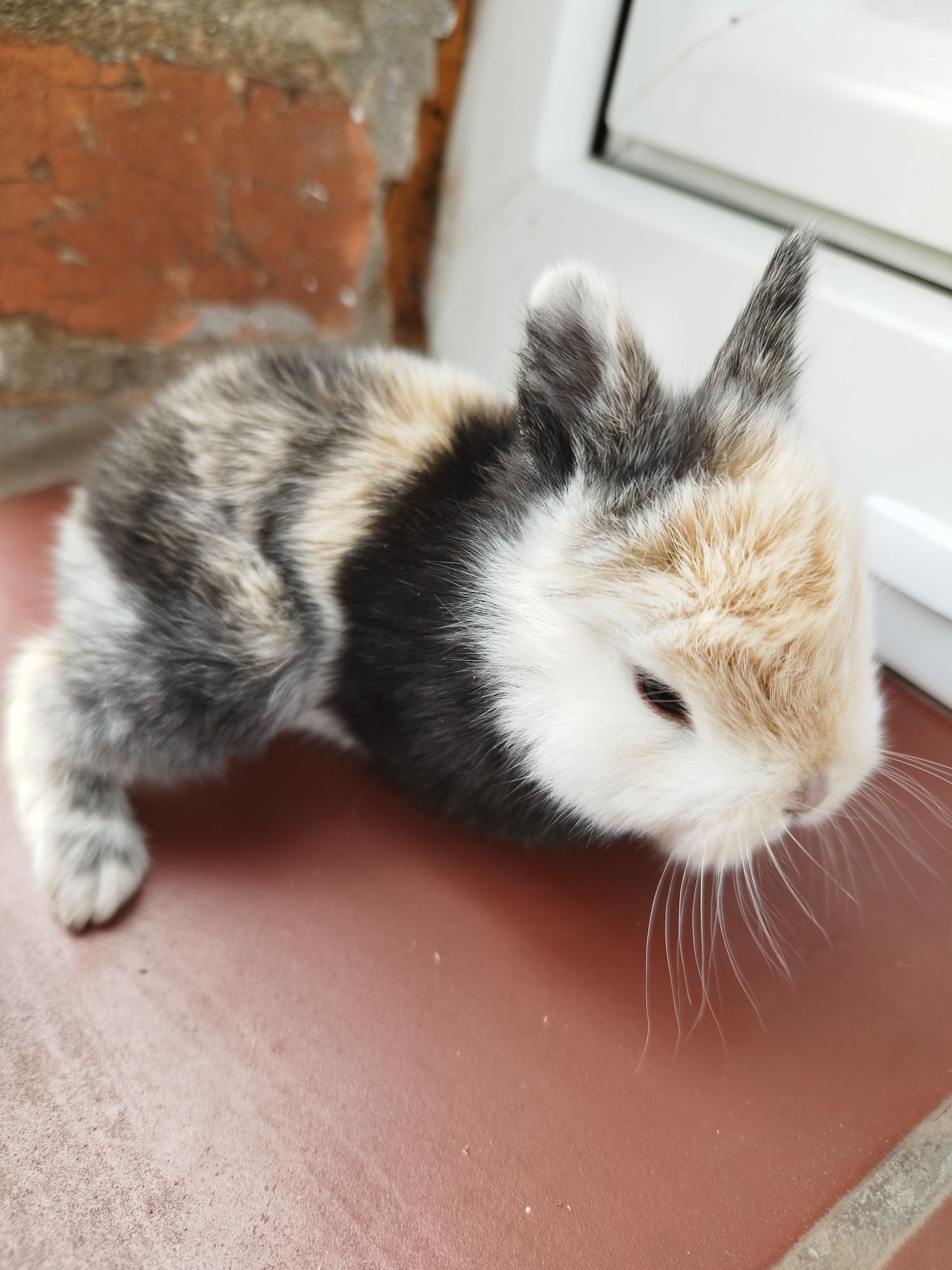 Króliczki miniaturki rezerwacje