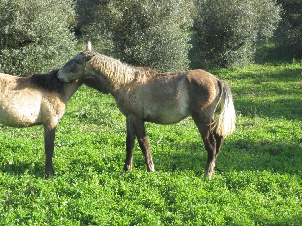 Poldros lusitanos de 2 anos