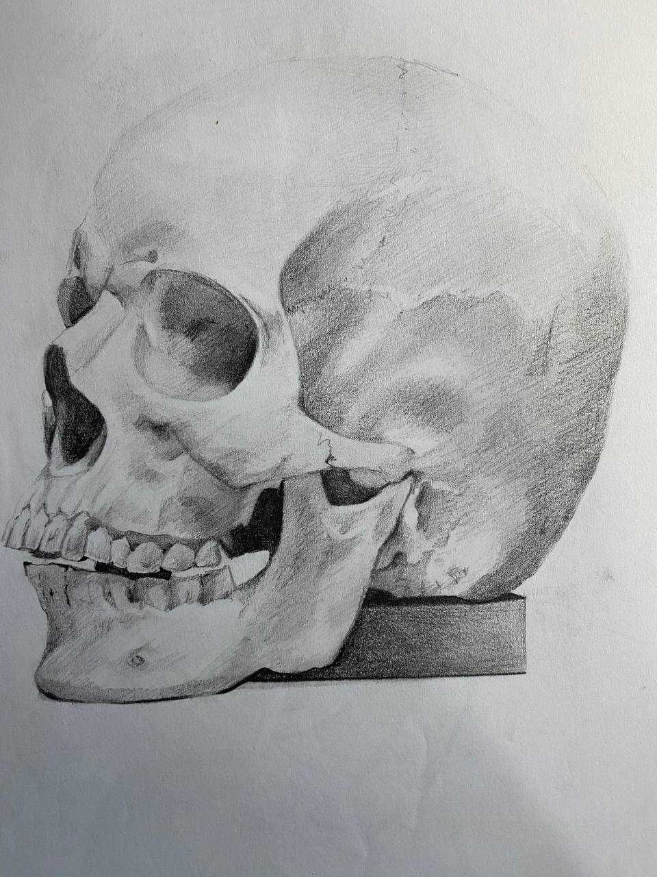 Рисунок академ анатомия, гипс