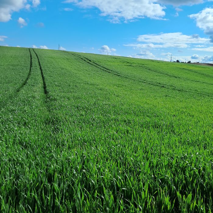 Sprzedam Jęczmień jary,  Owies, Pszenżyto, Pszenicę
