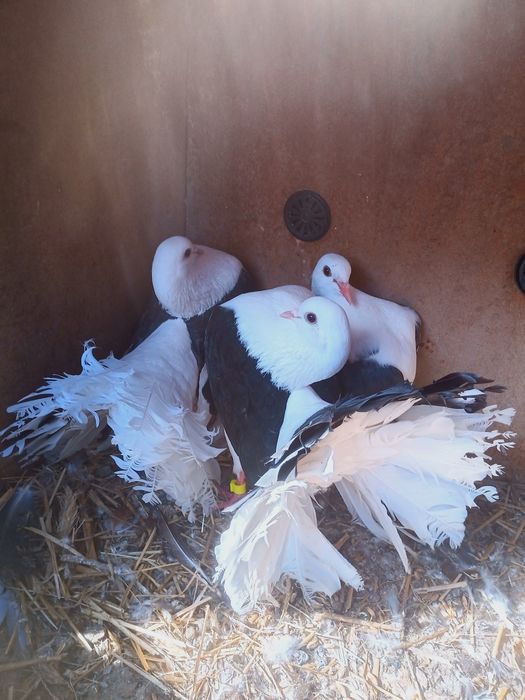 Staropolskie gołębie