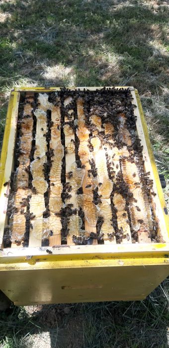 Продаж бджоломатки  карніка.