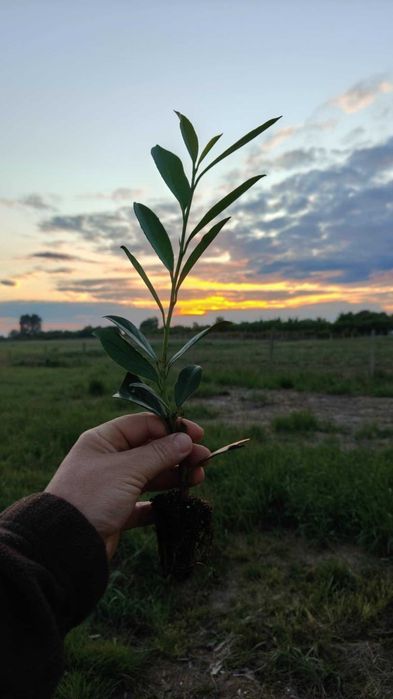 Laurowiśnia wschodnia ‘Caucasica’ multipaleta sadzonki 20-40 cm