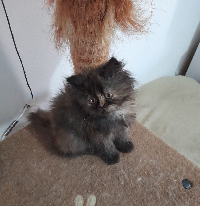 Gato persa bebe a venda