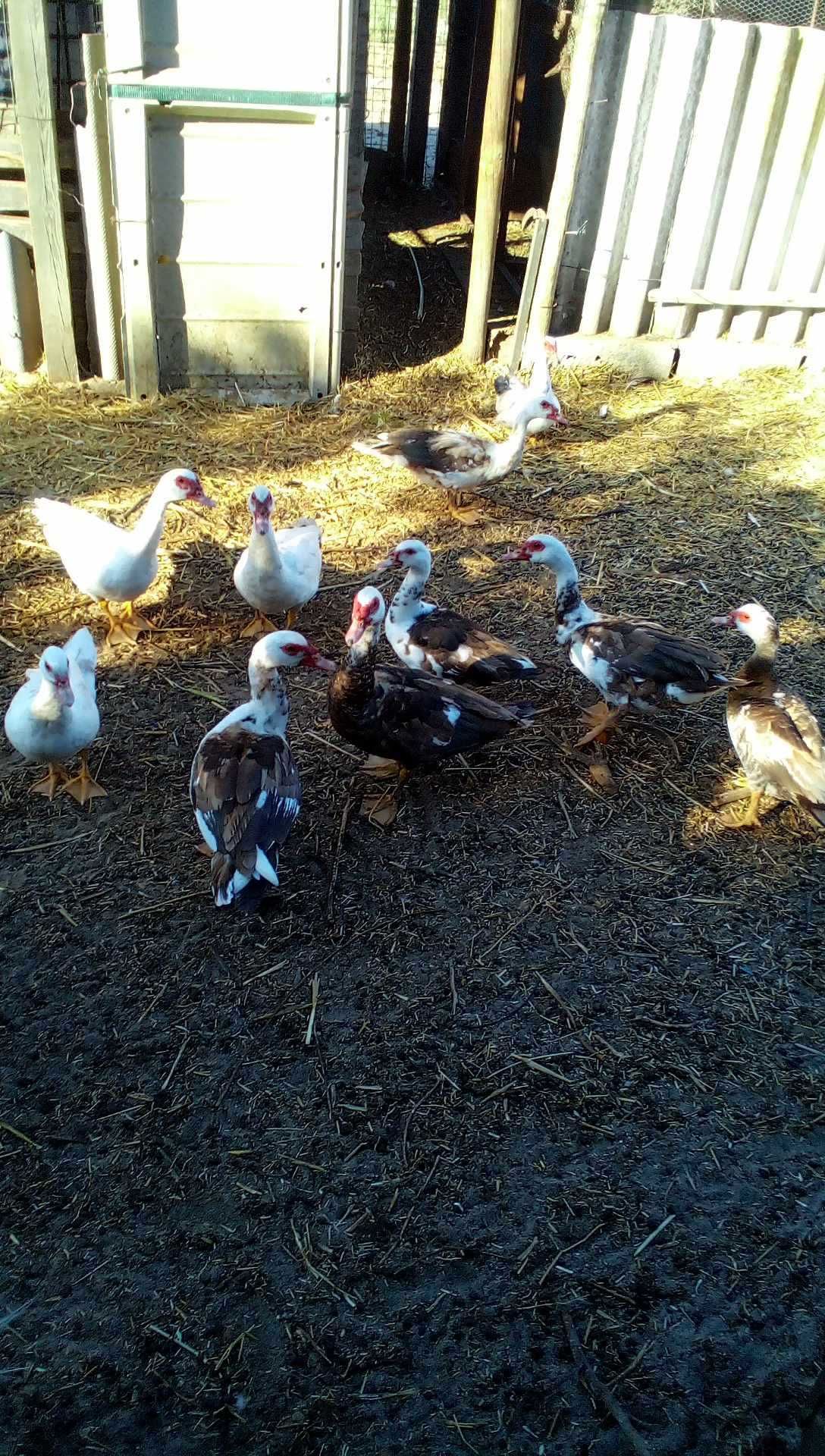 Patos Mudos de várias idades
