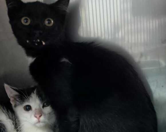 Kotka INWAZJA szuka domku!