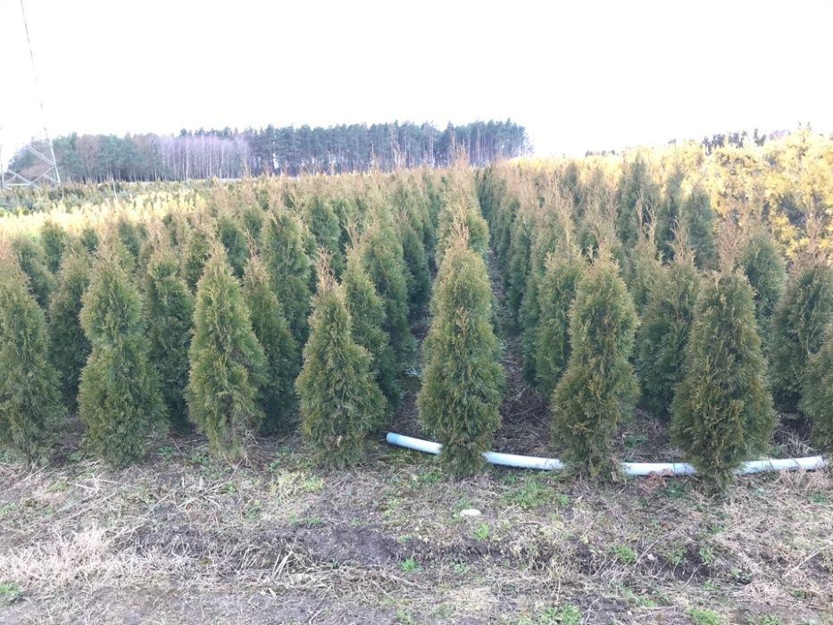 Thuja Szmaragd 110-170 cm 1 gatunek !