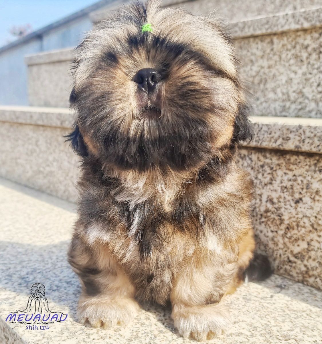 Filhote Macho Shih Tzu