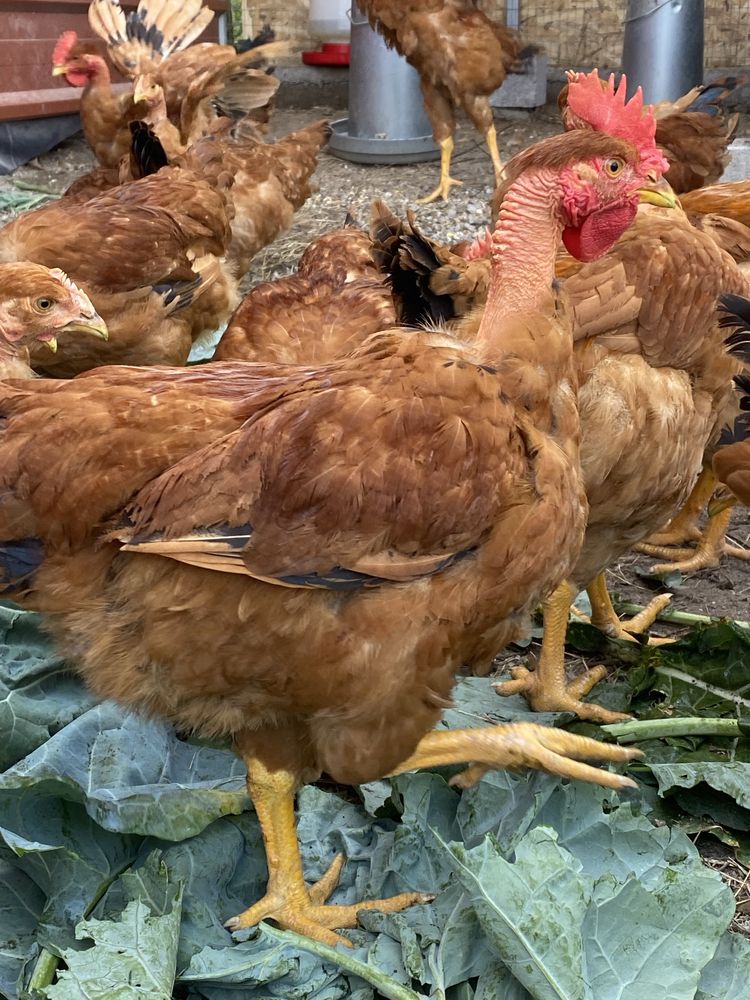 Frangos Caseiros do Campo