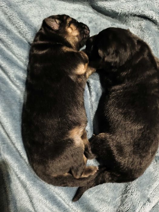 Szczeniaki owczarek niemiecki krótkowłosy