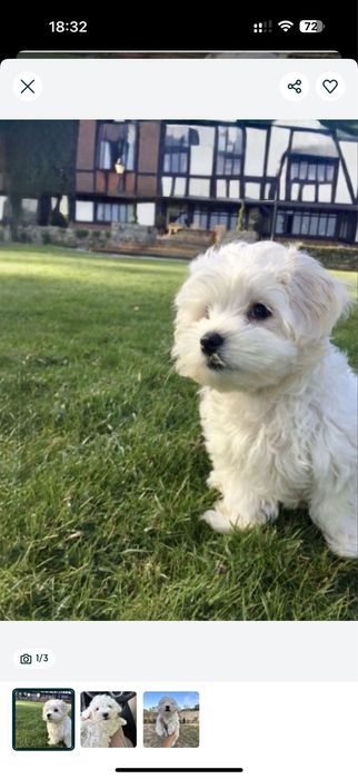 Продам мальтипу f1’