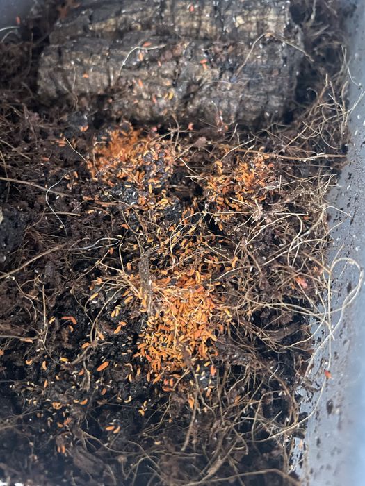 100 szt. pomarańczowe skoczogonki yuukianura aphoruroides