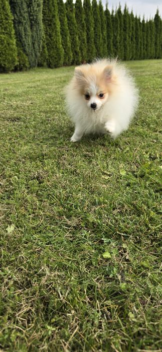 Szpic miniaturowy piesek biało rudy