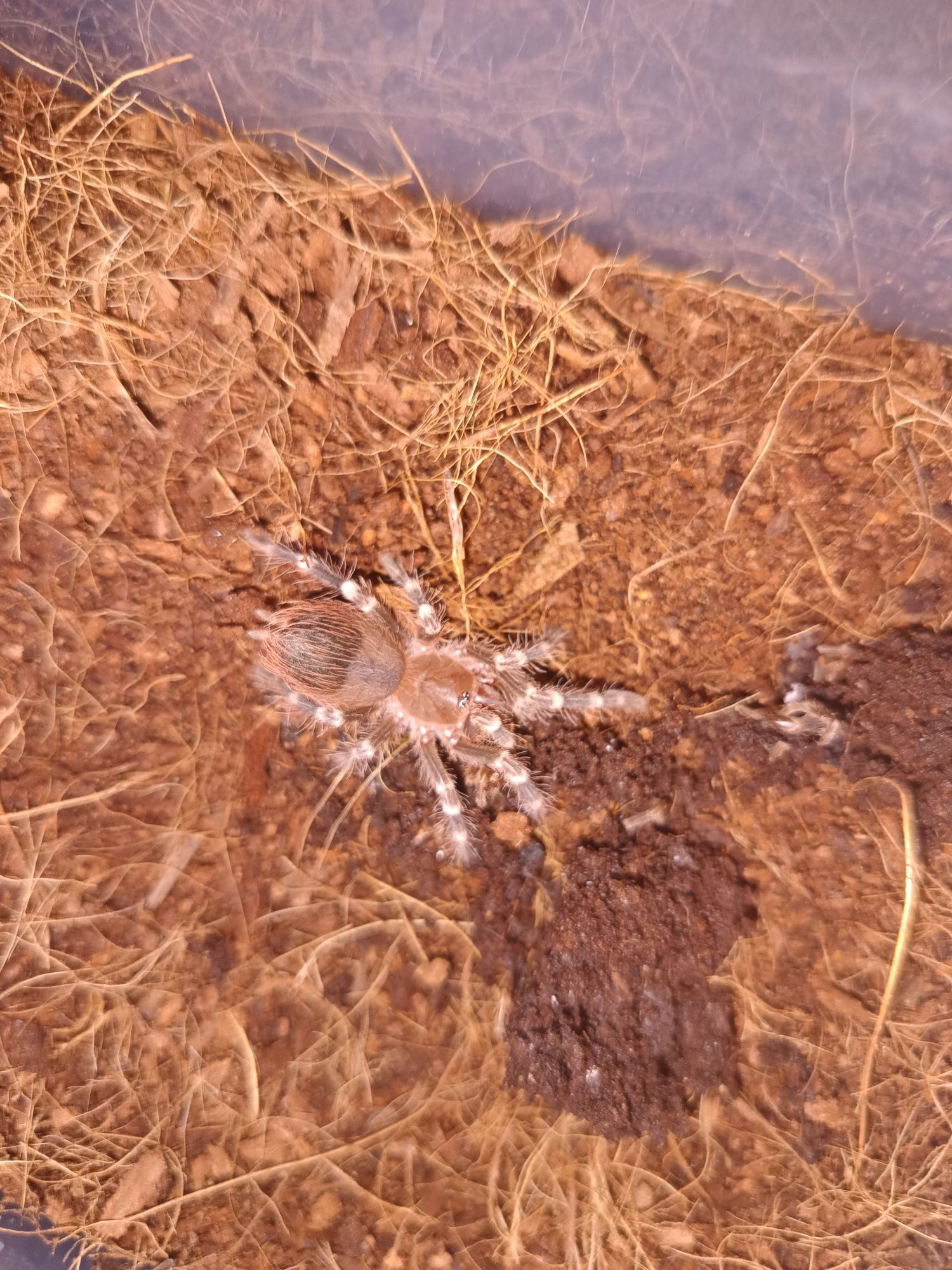 Acanthoscurria geniculata