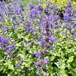 Kocimiętka, mięta, pięknie kwitnie NOWOŚĆ 'Hill Grounds' (Nepeta)