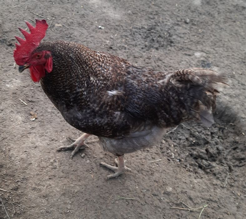 Kogut Dominant Blue koguty dla kur.