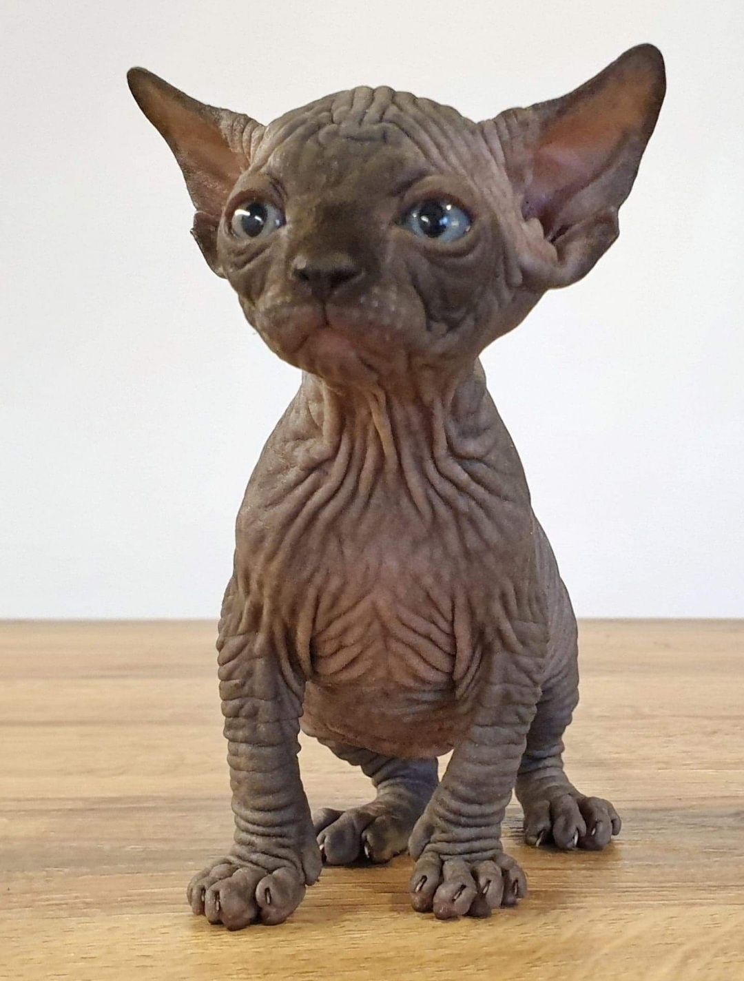 Gymni Gata*PL sfinks canadian sphynx kociak