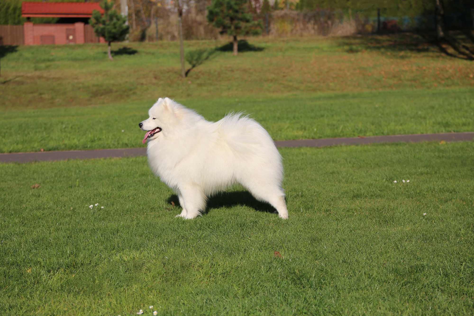 samoyed/samojed reproduktor