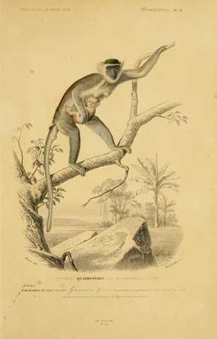 Goryl, Orangutan, Szympans, Małpy  reprint XIX w. grafik