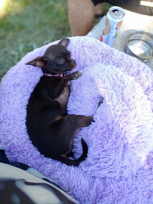 Чихуахуа дівчинка